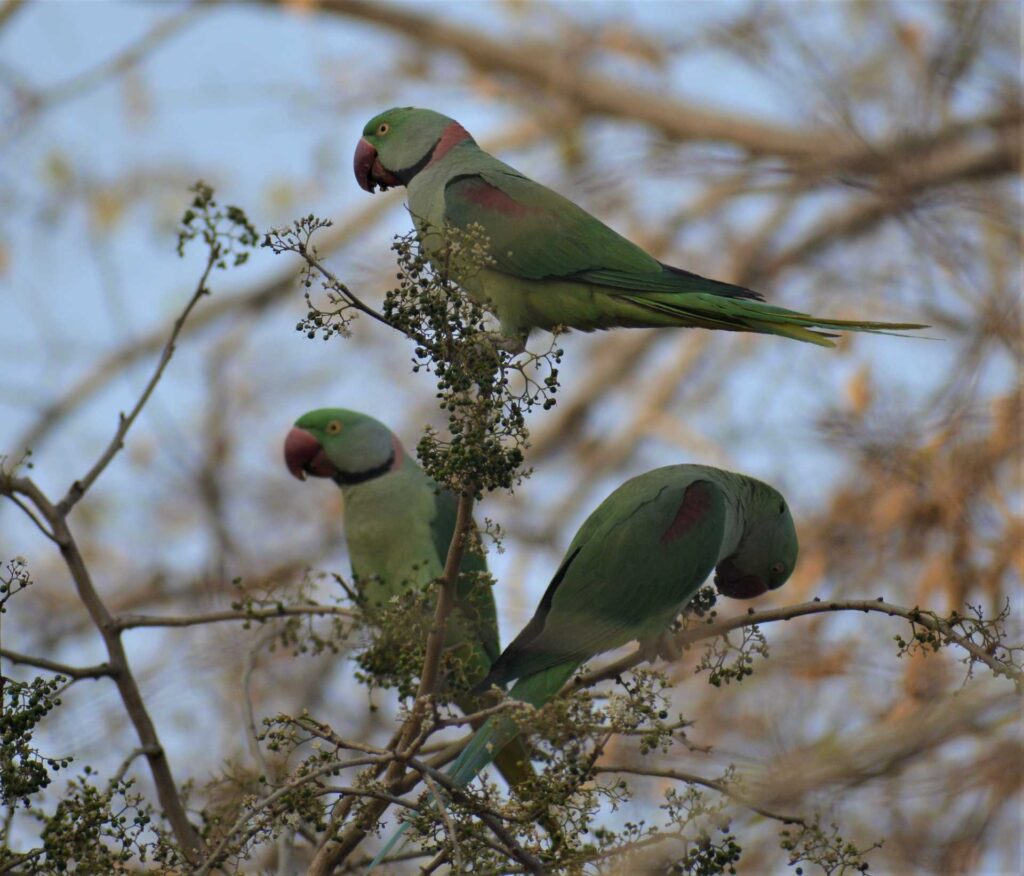 Alexandrine parakeet